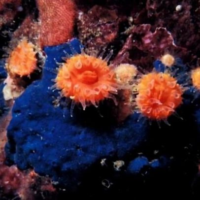 Oceanos do Nordeste do Pacífico acidificam mais rápido que a atmosfera