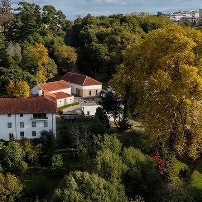 Plátano da Quinta da Cruz, em Viseu, é candidato a Árvore do Ano