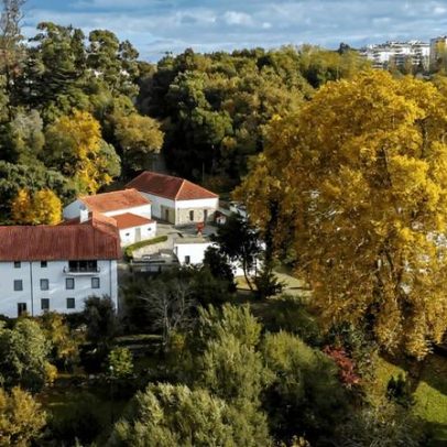 Plátano da Quinta da Cruz, em Viseu, candidato a Árvore do Ano