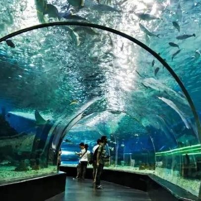 Oceanário de Lisboa adere à Black Friday com bilhetes pela metade