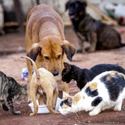 Aprovada isenção de IVA para alimentação de animais por associações zoófilas