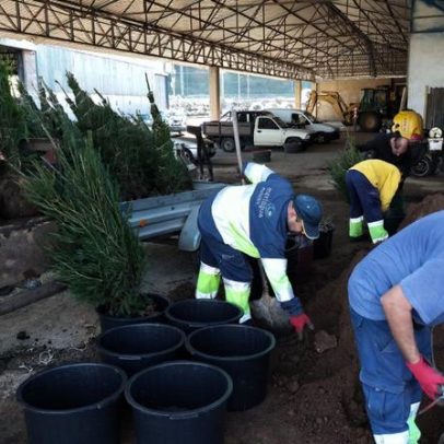 Mortágua aposta num Natal sustentável com árvores naturais reutilizáveis