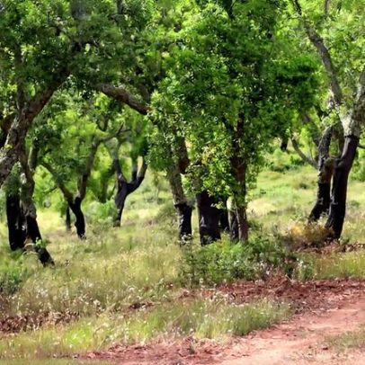 Campanha incentiva reciclagem de garrafas para reduzir resíduos