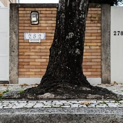 Intervencionadas 157 caldeiras de árvores em oito ruas da zona oriental da cidade