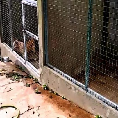 Tempestade Cláudia destrói abrigo de animais no Seixal, canil fica crítico