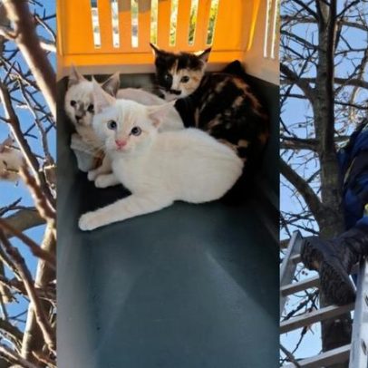 Gatos de três meses passam dois dias no topo de árvore em Famalicão