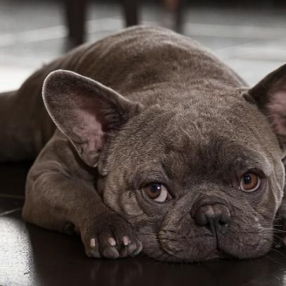 Temperaturas baixas levam a reforçar cuidados nos passeios com cães