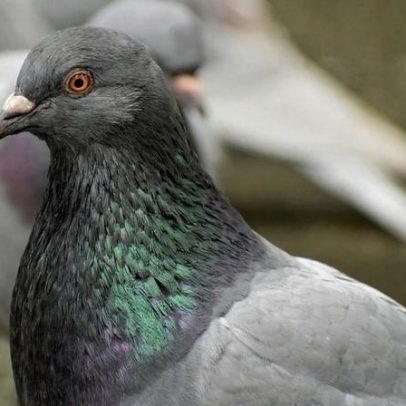 Pombos detectam campos magnéticos através do ouvido interno
