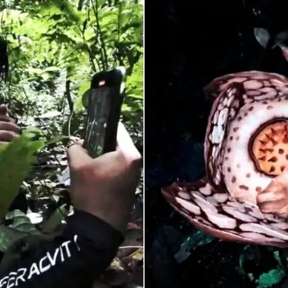 Descoberta de flor cadáver rara encanta cientistas na Indonésia