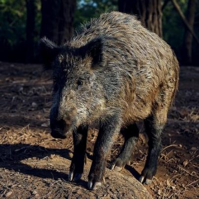 Detetados seis casos de peste suína africana na Catalunha