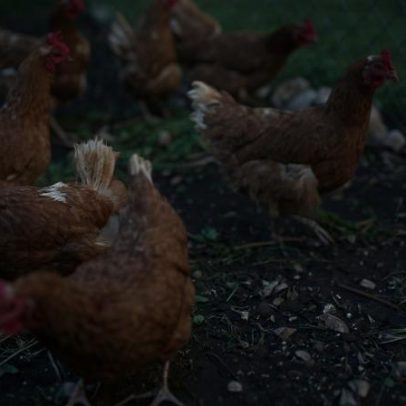 DGAV confina aves por alto risco de disseminação da gripe aviária