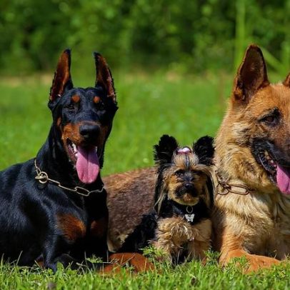 Cães existem em todos os formatos e tamanhos há mais de 10.000 anos