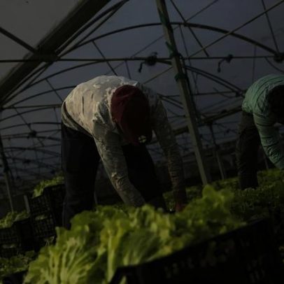 Operação Safra Justa: PJ desmantela rede que controlava 500 trabalhadores