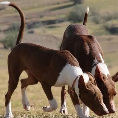 Porto Santo recebe Mostra Canina dedicada ao Podengo