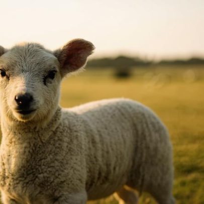 Borrego e cabrito sobem de preço no Alentejo na última semana