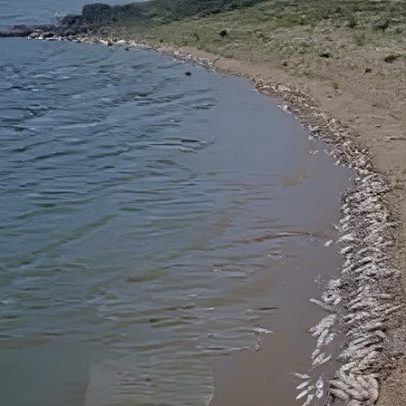 PS questiona Governo por peixes mortos em barragem de Castelo de Vide