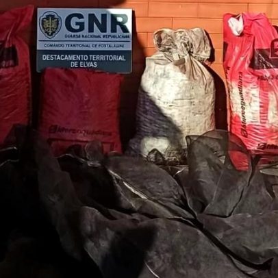 GNR detém casal suspeito de furto de 143 kg de azeitona em Campo Maior