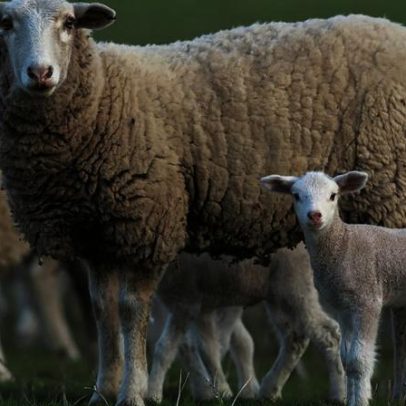 Cotações de ovinos e caprinos sobem na última semana no Alentejo