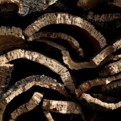 Campanha de Cortiça 2025 regista quebra de 15% na produção, diz Filcork