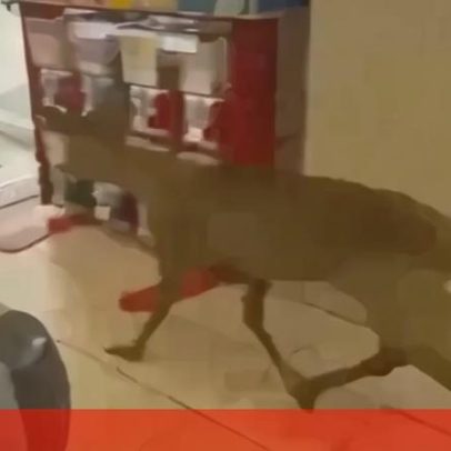 Veado invade supermercado na Rússia, vídeos mostram incidente