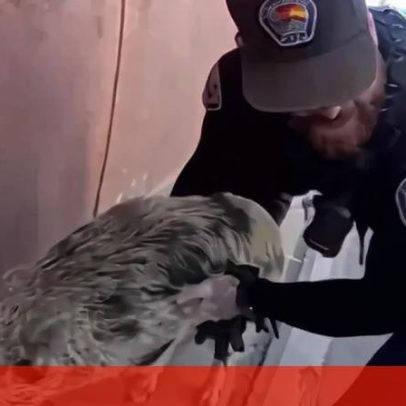 Porco solto provoca perseguição inusitada nos EUA