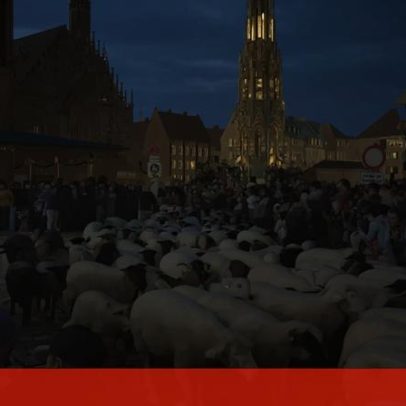 Ovelhas atravessam a cidade de Nuremberga rumo às pastagens de inverno