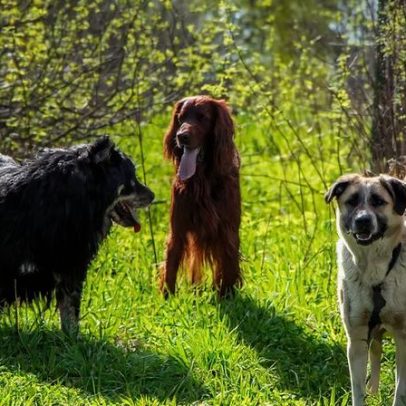 A ciência confirma que os cães são nossos companheiros de vida