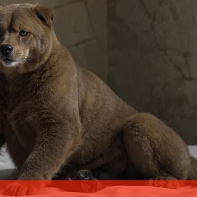 Animais do zoo de Chicago divertem-se com o primeiro nevão da época