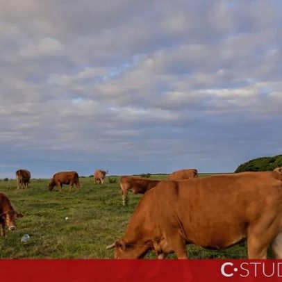 Portugal e a evolução da carne bovina abre oportunidade para inovar e liderar