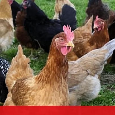 Espanha ordena confinamento de todas as aves criadas ao ar livre por gripe