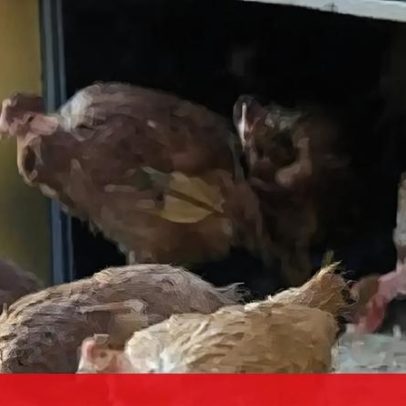 Confinamento de aves em zonas de alto risco abrange 14 distritos