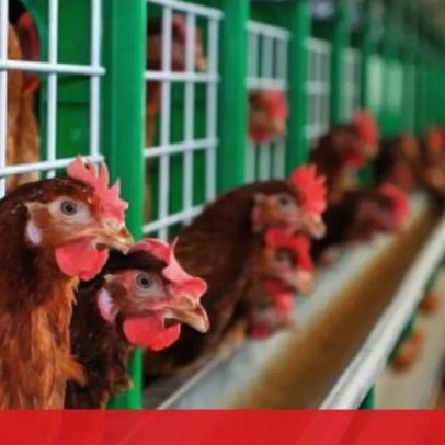 DGAV ordena confinamento de aves por alto risco de gripe aviária