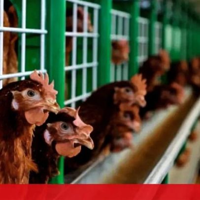 Foco de gripe das aves detetado numa exploração agrícola em Torres Vedras
