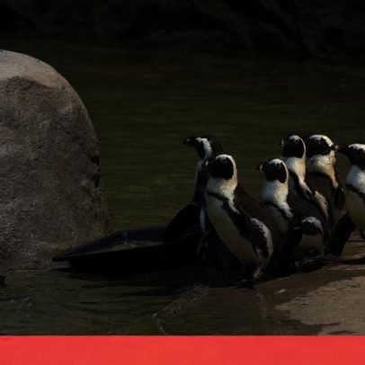 Pinguins criticamente ameaçados disputam alimento com barcos de pesca