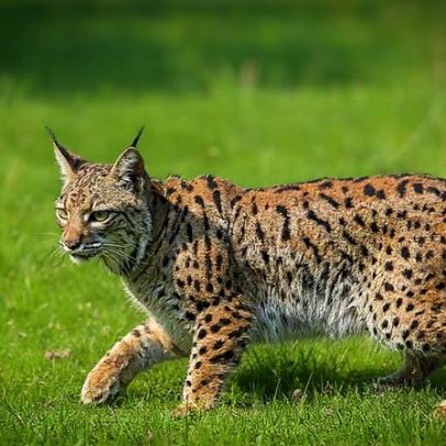 Genética do lince-ibérico virou ferramenta-chave para salvar felino