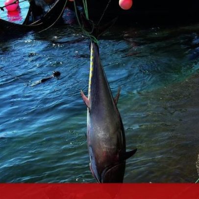 Estudo aponta pesca do atum como a mais vulnerável às mudanças climáticas
