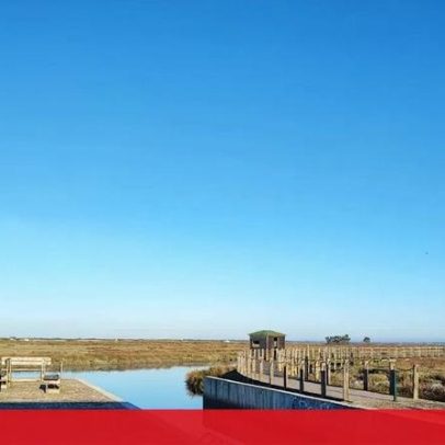 Autarquias recebem financiamento para limpar espécie invasora na ria de Aveiro
