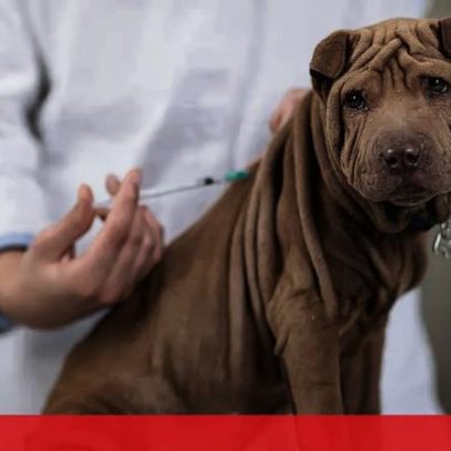 Falsos veterinários burlam pessoas na Trofa