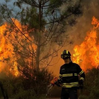 Governo aumenta apoio à alimentação animal para agricultores afetados por incêndios
