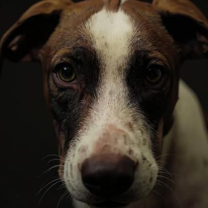 Cão eletrocutado no Príncipe Real é o quarto em uma semana