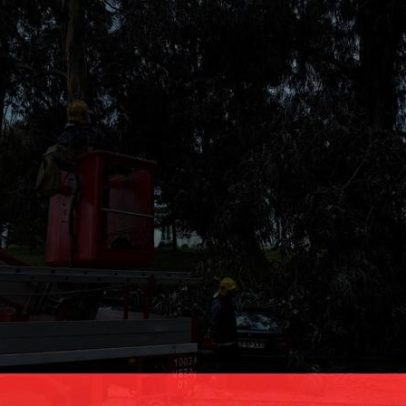 Troncos de árvores caem sobre carros nas Caldas da Rainha