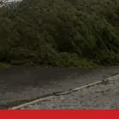 Árvore de grande porte cai sobre telhado de habitação junto a escola em Lisboa