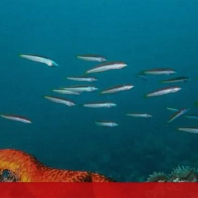 Área marinha protegida no Algarve regista 40 novas espécies