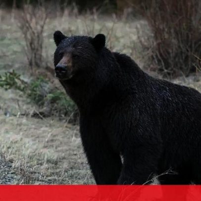 Onze feridos após ataque de urso a grupo escolar no Canadá