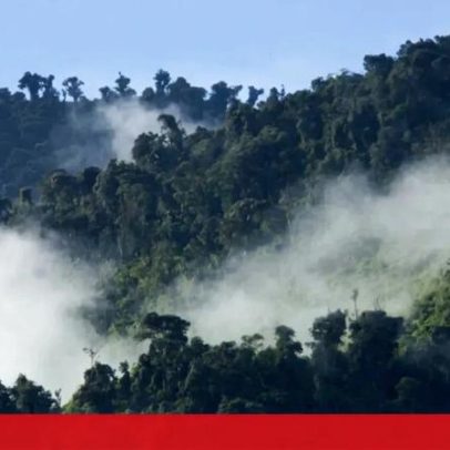 Ação humana altera diversidade de aves nas florestas secas do Equador