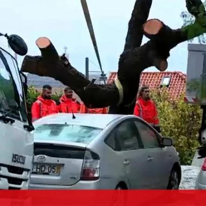 Árvore de grande porte cai e danifica carros na Ajuda