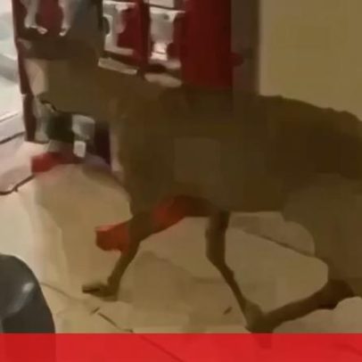 Veado invade supermercado na Rússia, vídeos mostram incidente
