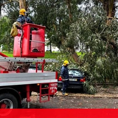 Troncos de árvore caem sobre carros em Caldas da Rainha