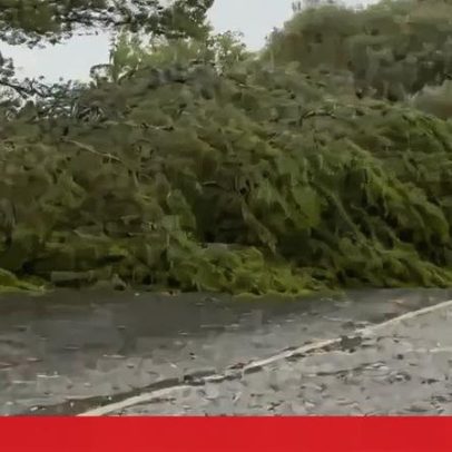 Árvore de grande porte cai em telhado junto a escola em Lisboa