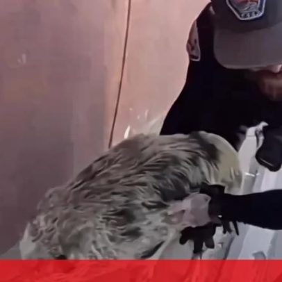 Porco solto provoca perseguição insólita nos EUA